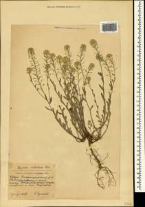 Alyssum rostratum Steven, Crimea (KRYM) (Russia)