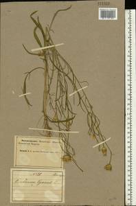 Centaurea cyanus L., Eastern Europe, Northern region (E1) (Russia)
