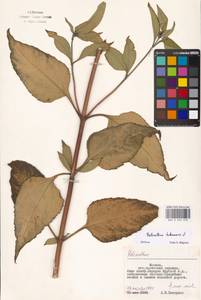 Helianthus tuberosus L., Eastern Europe, Moscow region (E4a) (Russia)