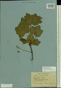 Ribes rubrum L., Eastern Europe, Northern region (E1) (Russia)