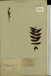 Sorbaria sorbifolia (L.) A. Braun, Siberia, Baikal & Transbaikal region (S4) (Russia)