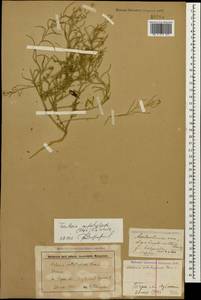 Neotorularia contortuplicata (Stephan) Hedge & J. Léonard, Caucasus, Stavropol Krai, Karachay-Cherkessia & Kabardino-Balkaria (K1b) (Russia)