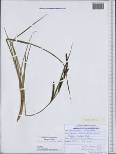 Carex acuta L., Caucasus, South Ossetia (K4b) (South Ossetia)