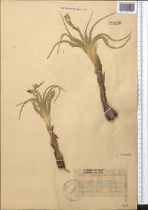 Iris narbutii O.Fedtsch., Middle Asia, Syr-Darian deserts & Kyzylkum (M7) (Kazakhstan)