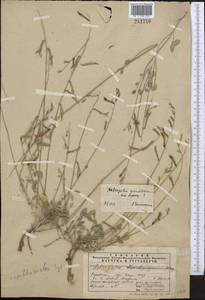 Astragalus marguzaricus Lipsky, Middle Asia, Pamir & Pamiro-Alai (M2) (Uzbekistan)