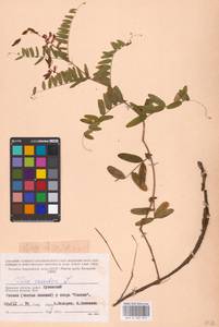 Vicia cassubica L., Eastern Europe, Western region (E3) (Russia)