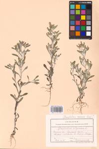 Gnaphalium rossicum Kirp., Eastern Europe, Central forest-and-steppe region (E6) (Russia)