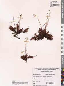 Saxifraga omolojensis A.P.Khokhr., Siberia, Chukotka & Kamchatka (S7) (Russia)