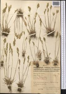 Poa bulbosa L., Middle Asia, Northern & Central Kazakhstan (M10) (Kazakhstan)