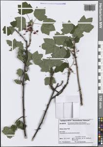 Ribes triste Pall., Siberia, Central Siberia (S3) (Russia)