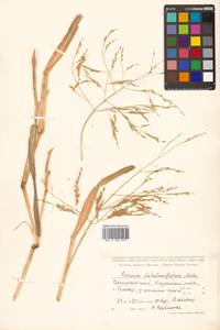 Panicum dichotomiflorum Michx., Siberia, Russian Far East (S6) (Russia)