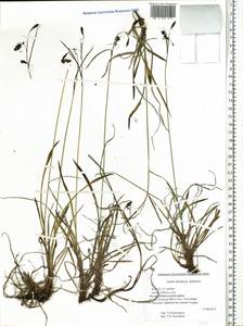 Carex atrofusca Schkuhr, Siberia, Yakutia (S5) (Russia)