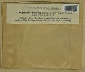 Polytrichum jensenii I. Hagen, Bryophytes, Bryophytes - Karelia, Leningrad & Murmansk Oblasts (B4) (Russia)