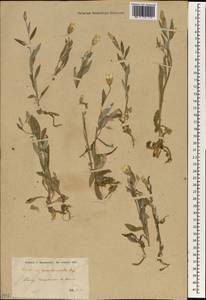 Chardinia orientalis (L.) Kuntze, South Asia, South Asia (Asia outside ex-Soviet states and Mongolia) (ASIA) (Turkey)