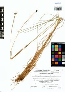 Eriophorum vaginatum L., Siberia, Baikal & Transbaikal region (S4) (Russia)