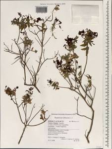 Hypericum reflexum L. fil., Africa (AFR) (Spain)
