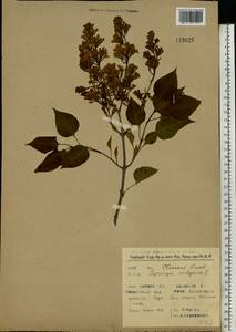 Syringa vulgaris L., Eastern Europe, Western region (E3) (Russia)
