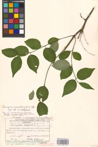 Euonymus verrucosus Scop., Eastern Europe, Moscow region (E4a) (Russia)