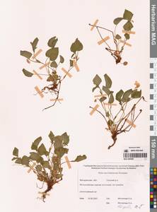 Viola sacchalinensis H.Boissieu, Siberia, Chukotka & Kamchatka (S7) (Russia)