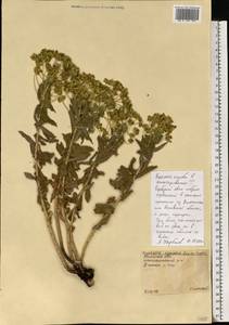 Euphorbia stepposa Zoz ex Prokh., Eastern Europe, Central region (E4) (Russia)