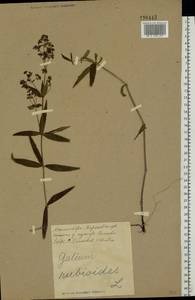 Galium rubioides L., Eastern Europe, North Ukrainian region (E11) (Ukraine)