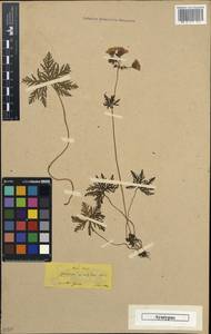 Geranium macrostylum Boiss., South Asia, South Asia (Asia outside ex-Soviet states and Mongolia) (ASIA) (Turkey)