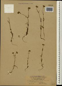 Valerianella coronata (L.) DC., Crimea (KRYM) (Russia)