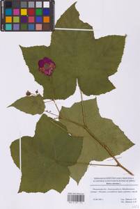 Rubus odoratus L., Eastern Europe, Moscow region (E4a) (Russia)