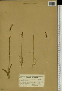 Spiranthes australis (R.Br.) Lindl., Siberia, Russian Far East (S6) (Russia)