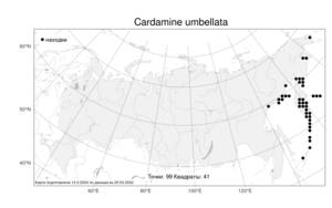 Cardamine umbellata Greene, Atlas of the Russian Flora (FLORUS) (Russia)