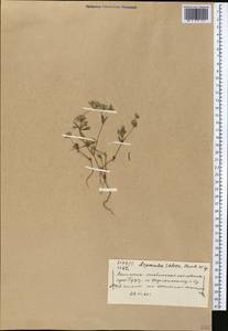 Asperula setosa Jaub. & Spach, Middle Asia, Western Tian Shan & Karatau (M3) (Kyrgyzstan)