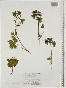 Delphinium caucasicum C. A. Mey., Caucasus, Stavropol Krai, Karachay-Cherkessia & Kabardino-Balkaria (K1b) (Russia)