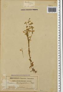 Cerastium brachypetalum subsp. tauricum (Spreng.) Murb., Caucasus, Georgia (K4) (Georgia)