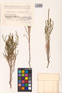 Salicornia perennans Willd., Eastern Europe, Lower Volga region (E9) (Russia)