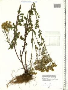 Jacobaea vulgaris subsp. vulgaris, Eastern Europe, North-Western region (E2) (Russia)