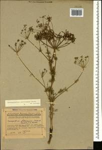 Caropodium platycarpum (Boiss. & Hausskn.) Schischk., Caucasus, Armenia (K5) (Armenia)