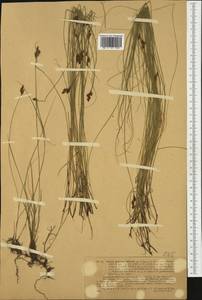 Carex praecox Schreb., Western Europe (EUR) (Germany)