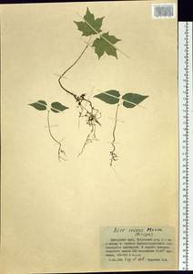 Acer pictum subsp. mono (Maxim.) H. Ohashi, Siberia, Russian Far East (S6) (Russia)