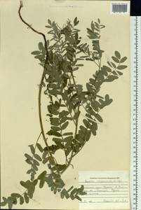Sophora alopecuroides L., Siberia, Altai & Sayany Mountains (S2) (Russia)