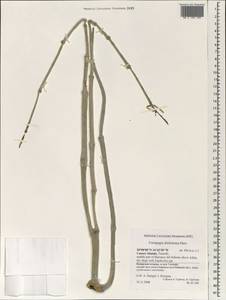 Ceropegia dichotoma Haw., Africa (AFR) (Spain)