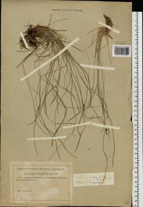 Carex montana L., Eastern Europe, Central region (E4) (Russia)