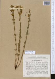 Hypericum elongatum Ledeb., Middle Asia, Dzungarian Alatau & Tarbagatai (M5) (Kazakhstan)