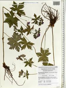 Geranium sylvaticum L., Eastern Europe, Northern region (E1) (Russia)
