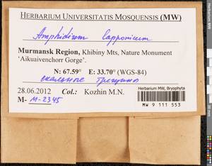 Amphidium lapponicum (Hedw.) Schimp., Bryophytes, Bryophytes - Karelia, Leningrad & Murmansk Oblasts (B4) (Russia)