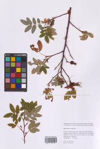 Rosa majalis Herrm., Eastern Europe, Moscow region (E4a) (Russia)