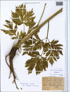 Pleurospermum uralense Hoffm., Siberia, Chukotka & Kamchatka (S7) (Russia)
