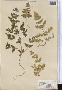 Scaligeria hirtula (Regel & Schmalh.) Lipsky ex Korovin, Middle Asia, Western Tian Shan & Karatau (M3) (Uzbekistan)