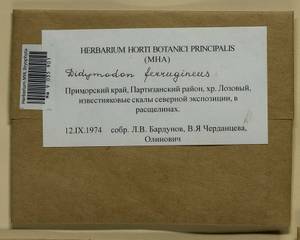 Geheebia ferruginea (Schimp. ex Besch.) R.H. Zander, Bryophytes, Bryophytes - Russian Far East (excl. Chukotka & Kamchatka) (B20) (Russia)