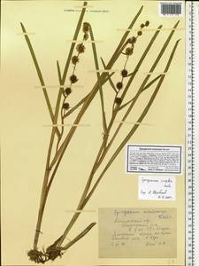 Sparganium emersum Rehmann, Eastern Europe, Central forest region (E5) (Russia)