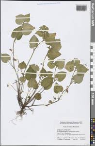 Viola riviniana Rchb., Eastern Europe, Central region (E4) (Russia)